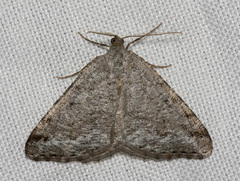 Macaria quadrilinearia