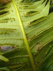 Cyathea horrida