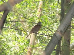 Tachyphonus coronatus