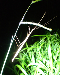 Sipyloidea