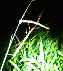 Sipyloidea