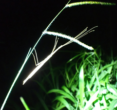 Sipyloidea
