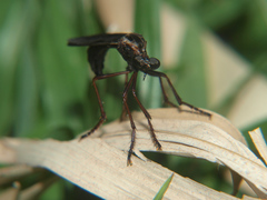 Pegesimallus aulicus