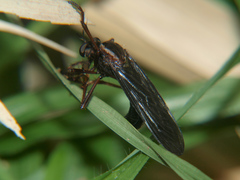 Pegesimallus aulicus