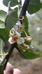 Prinsepia scandens
