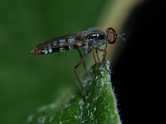 Schoutedenomyia
