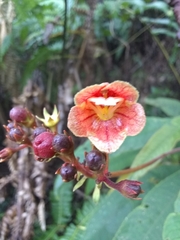 Rhytidophyllum bicolor