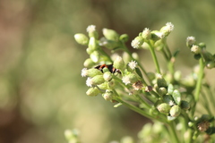 Episyron conterminus cressoni
