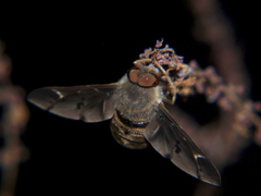 Atriadops vespertilio