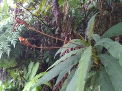 Rhytidophyllum bicolor