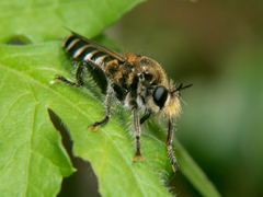 Laxenecera albicincta