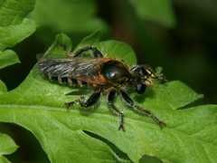 Laxenecera albicincta