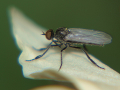 Empis chioptera