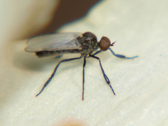 Empis chioptera