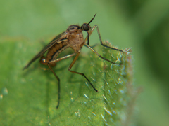 Empis trigramma