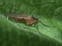Empis trigramma