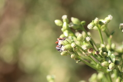 Episyron conterminus cressoni