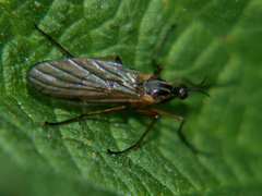 Empis trigramma