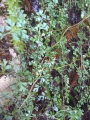 Odontosoria aculeata