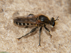 Laxenecera albicincta