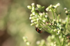 Episyron conterminus cressoni