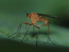 Empis lutea