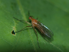 Empis lutea