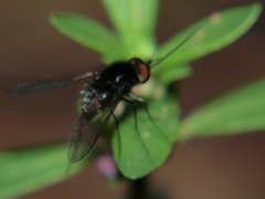 Bombylisoma