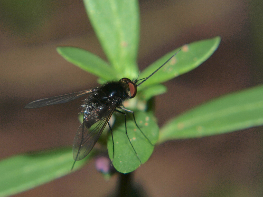 Bombylisoma cinereitinctum