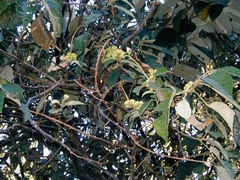 Curatella americana