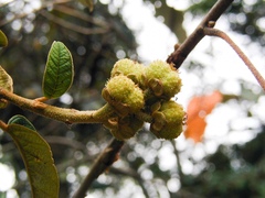 Curatella americana