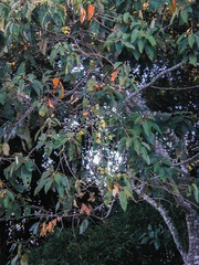 Curatella americana