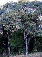 Curatella americana
