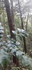 Dysoxylum fraserianum