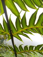 Cyathea horrida