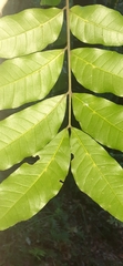 Dysoxylum fraserianum
