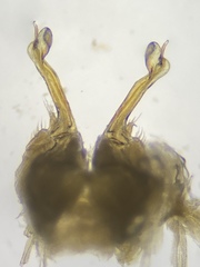 Heptium scamillatum