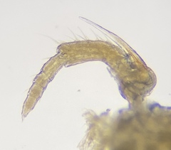 Heptium scamillatum