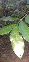 Dysoxylum fraserianum