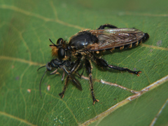 Laxenecera albicincta