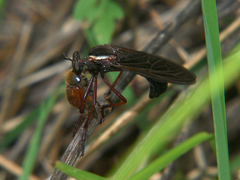 Pegesimallus aulicus