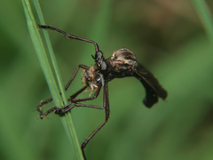 Pegesimallus aulicus