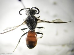 Sphecodes