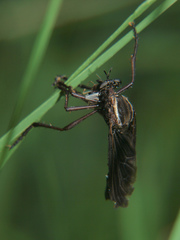 Pegesimallus aulicus