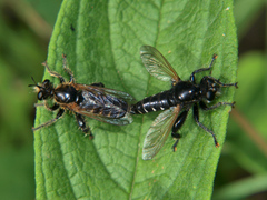 Laxenecera albicincta