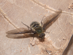 Exoprosopa sigmoidea
