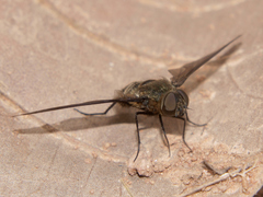 Exoprosopa sigmoidea