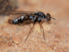Schoutedenomyia antennata