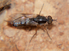 Schoutedenomyia antennata