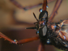 Pegesimallus aulicus